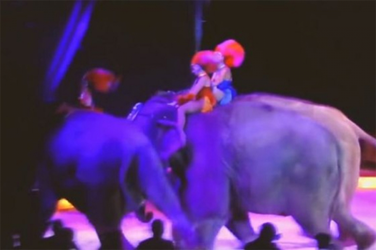 Cirkuski slon gurnuo drugog slona u publiku