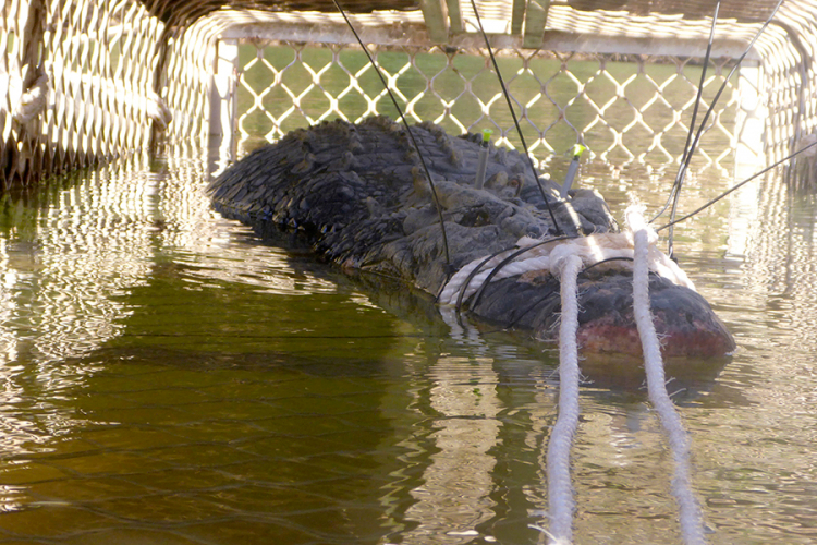 Uhvaćen krokodil od 600 kg, potraga trajala osam godina