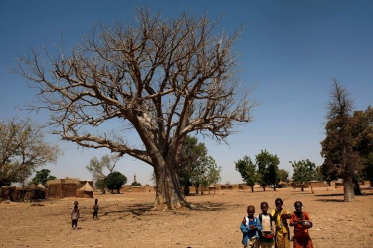 Afričko baobab drveće izumire alarmantnom brzinom
