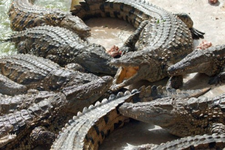 Indonezija: Ubili 300 krokodila u znak osvete