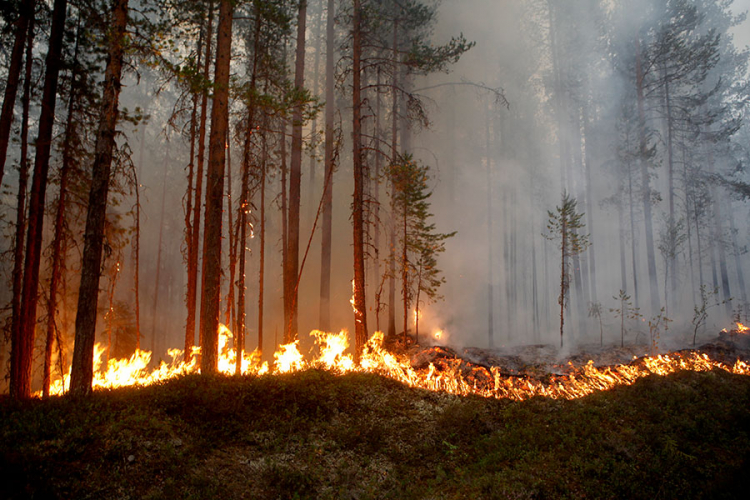 Požari širom Švedske, Stokholm traži pomoć EU