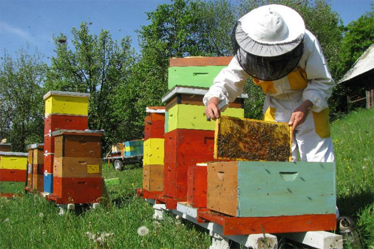 USK za pčelare izdvaja 120.000 KM, oni se žale na nedovoljnu podršku
