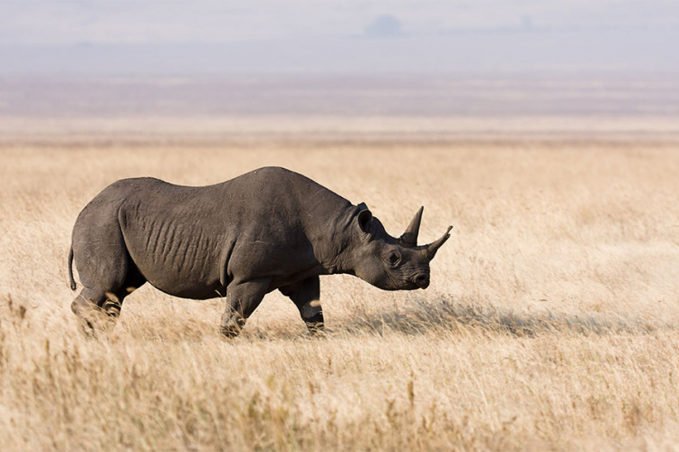 Uginuo i posljednji crni nosorog u novom parku u Keniji