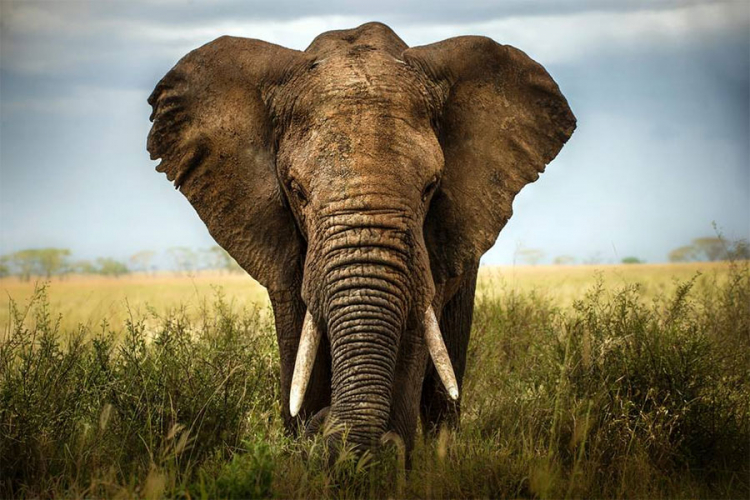 Vic dana: Ljubav puža i slonice