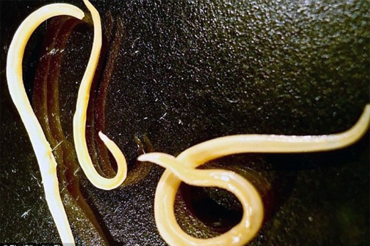 Oživjeli crvi koji su bili zamrznuti više od 42.000 godina