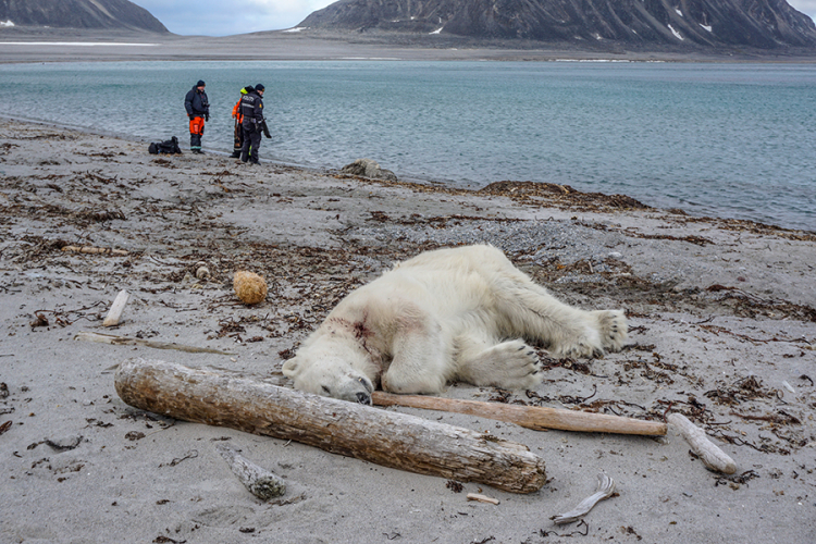 Ubijen medvjed koji je napao vodiča na norveškom ostrvu