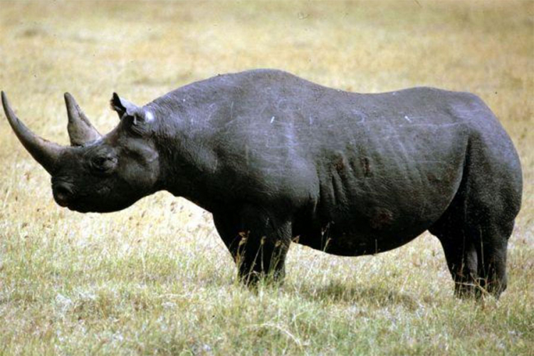 Ubijen još jedan crni nosorog