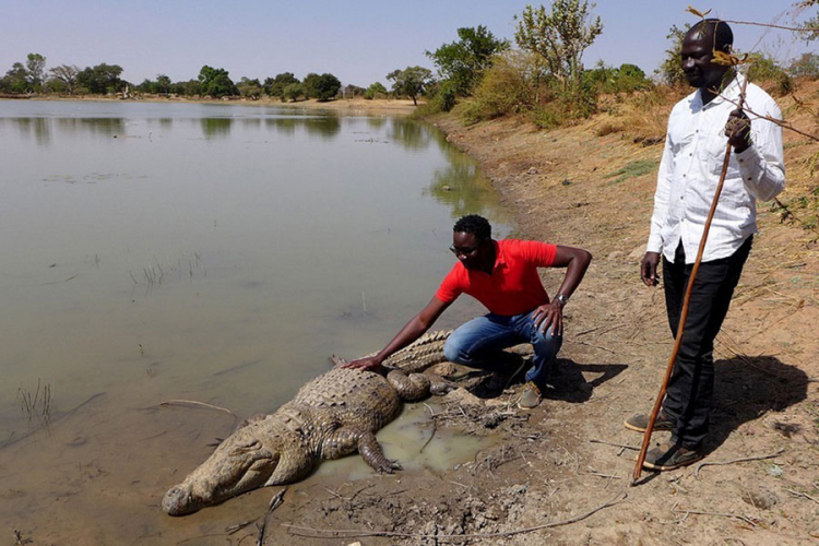 U afričkom selu krokodili i ljudi žive zajedno