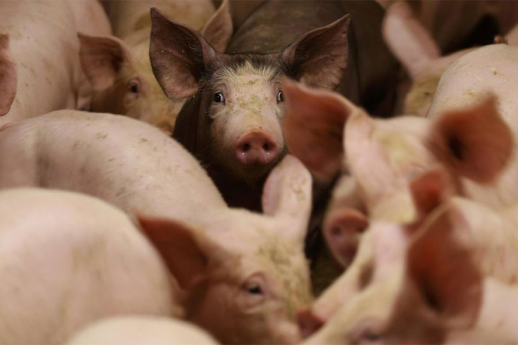 U Rumuniji ubili 50.000 svinja, zaraza se širi
