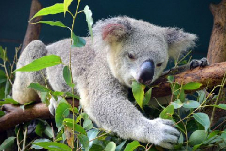 Koale umiru od gladi zbog sječe drveća