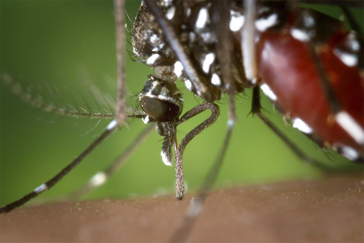 U Novom Sadu otkriven tigrasti komarac koji prenosi virus zapadnog Nila