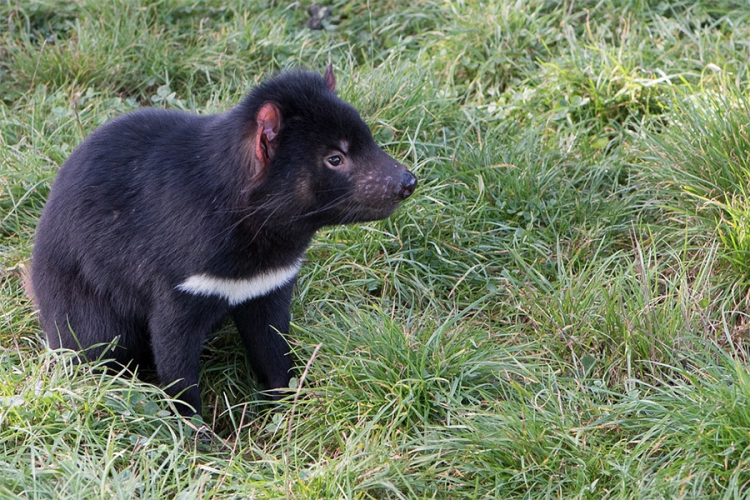 Nađeni zdravi tasmanijski đavoli, nada da vrsta neće izumrijeti