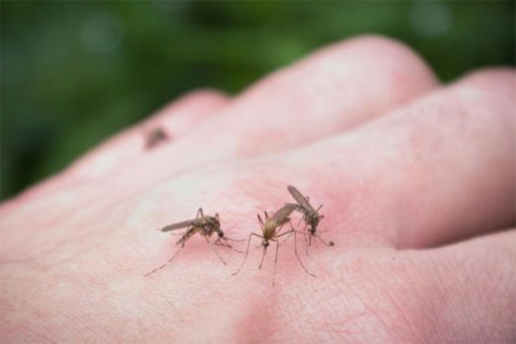 Svjetski dan komaraca: Ubice dolaze sa zujanjem