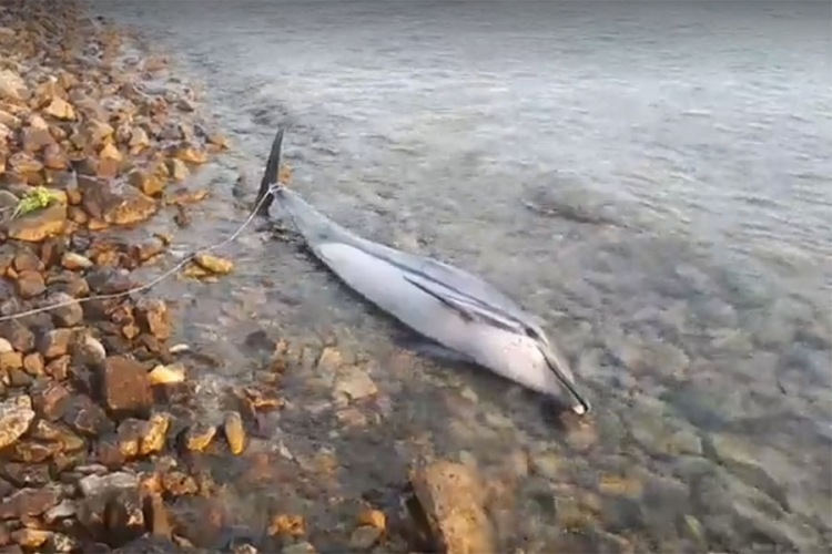 More kod Paga izbacilo mrtvog delfina