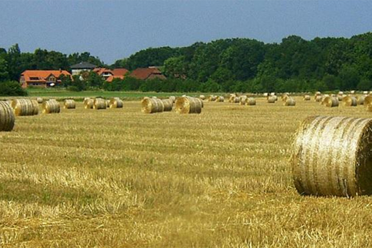 Njemačka pomaže farmere pogođene sušom sa 340 miliona evra