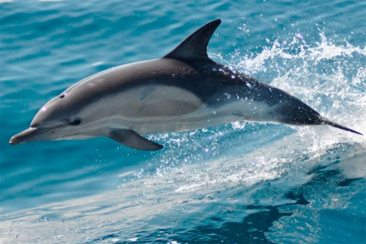 "Napaljeni" delfin natjerao vlasti da zabrane kupanje na plaži