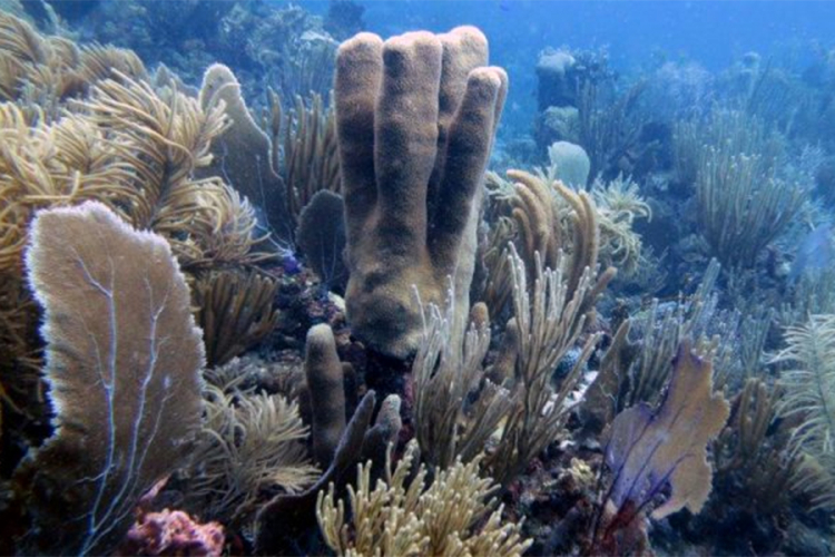 Naučnici pronašli planine korala
