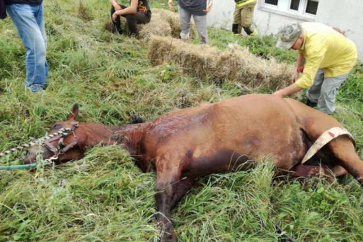 Pripadnici Civilne zaštite spasili konja koji je upao u rupu