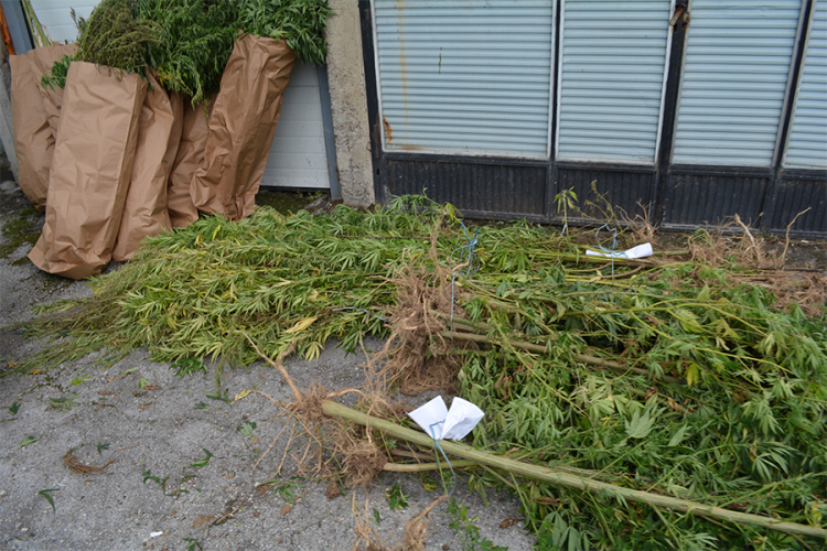 U Obudovcu pronađeno oko 3 kg marihuane i 196 stabljika