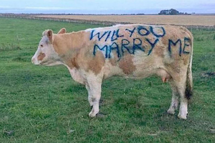 Djevojku zaprosio natpisom na kravi