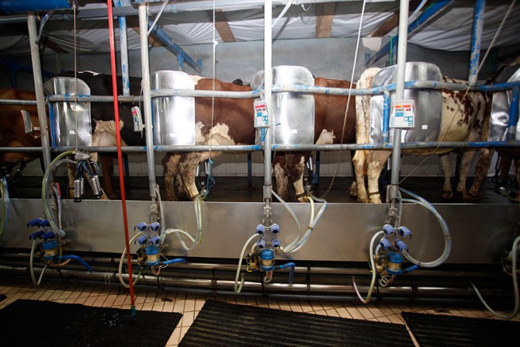 Proizvodnja mlijeka u RS rekordna, farmera nikad manje