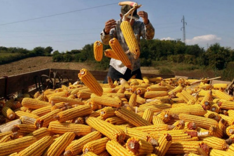 Pašalić: Dobar prinos i kvalitet kukuruza u Srpskoj