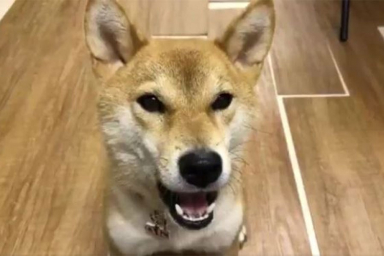Pas koji govori japanski jezik oduševio sve
