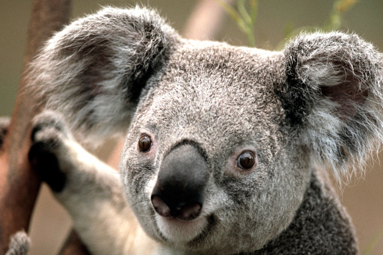 Koalama prijeti izumiranje