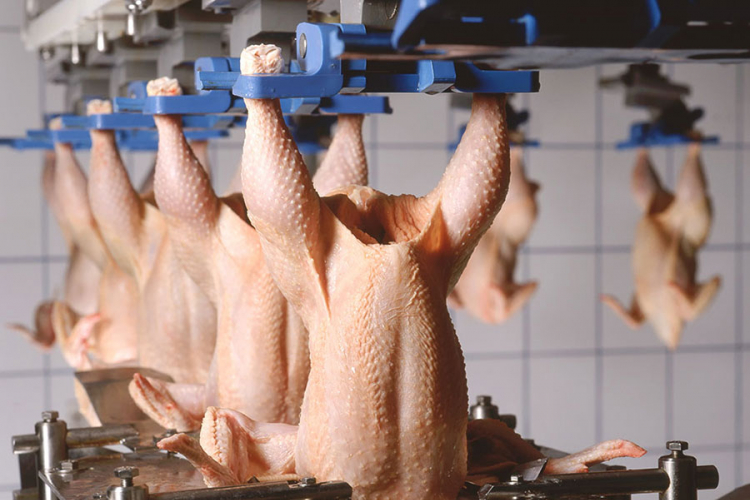 Izvoz piletine u EU krajem septembra