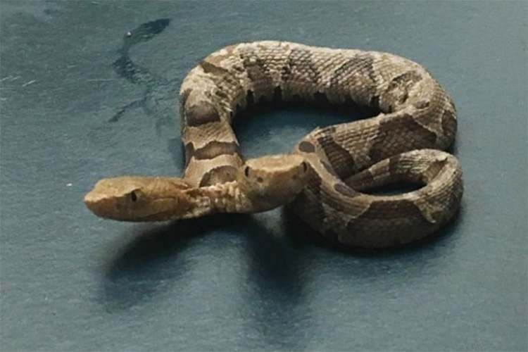 Pronađena otrovna zmija koja ima dvije glave