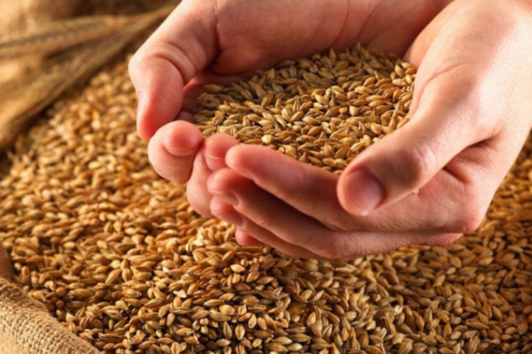 Zadužena ministarstva da predlože otkup pšenice iz "Žitoprometa"