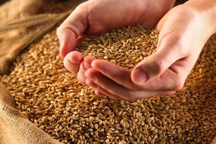 Prosječna cijena pšenice oko 0,17 evra