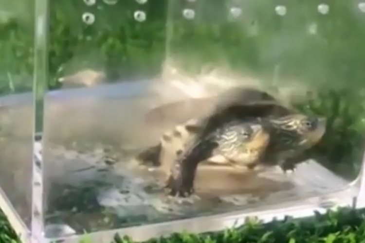 Kinezi zbunjeni dvoglavom kornjačom