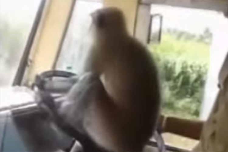 Majmun provozao autobus, šofer suspendovan