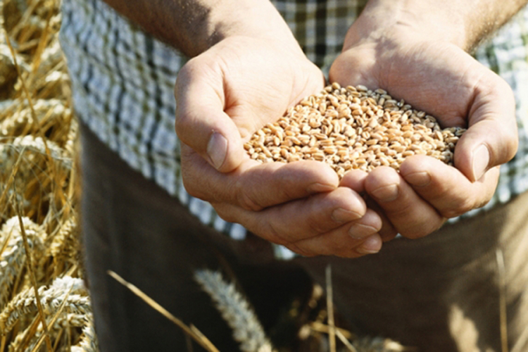 Poljoprivrednici ostali kratkih rukava: Cijena pšenice skočila, ali kasno