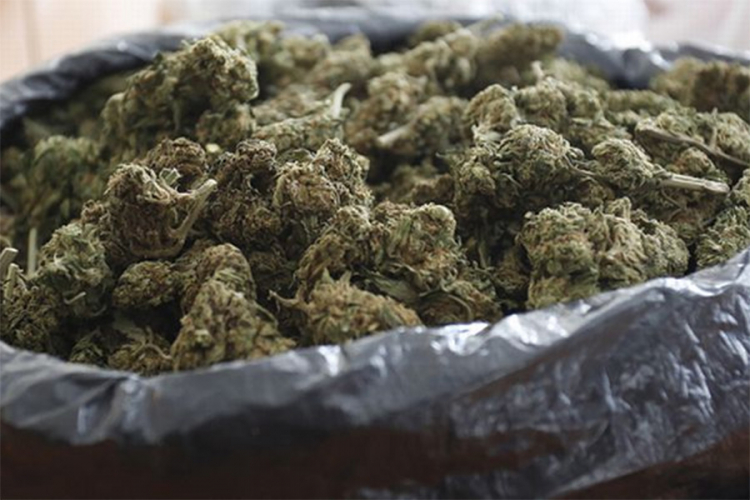 Pronađeno 13,7 kilograma marihuane