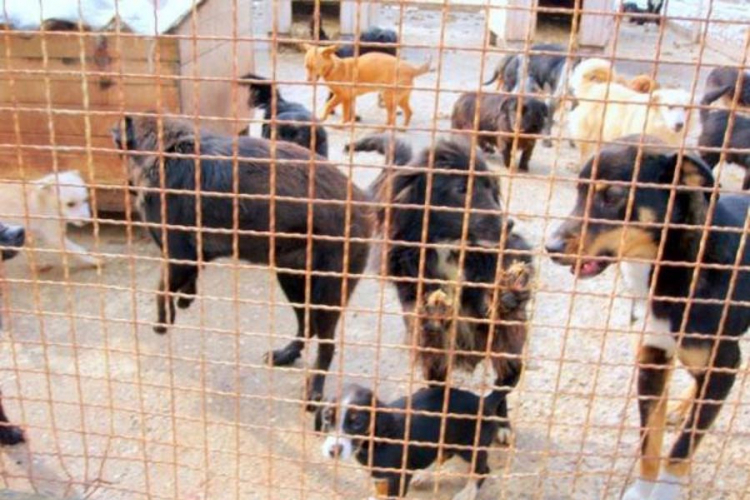 Ukradeno 67 pasa iz azila u Prijedoru