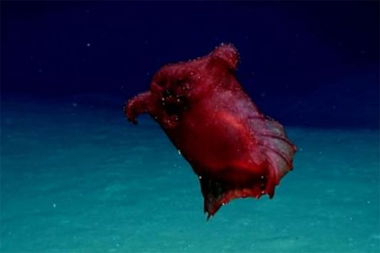 "Bezglavo čudovište": Na dnu okeana pronađeno neobično stvorenje