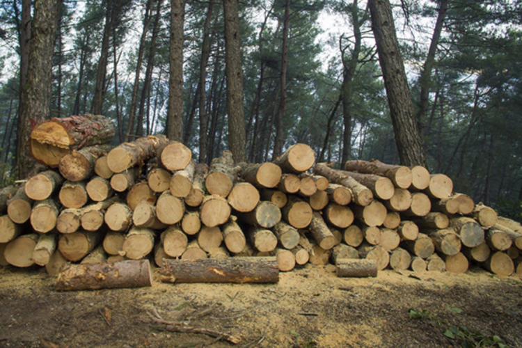 U Šumskom gazdinstvu posjekao 31 stablo hrasta