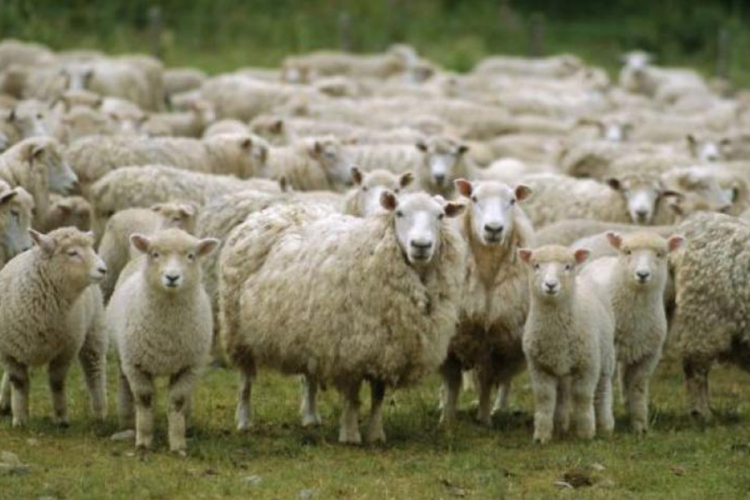 Farmeri kriju da su ovce zaražene