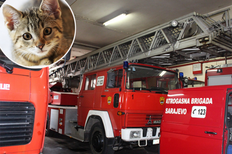 Sarajevski vatrogasci spasili mačku koja se ugušila u požaru