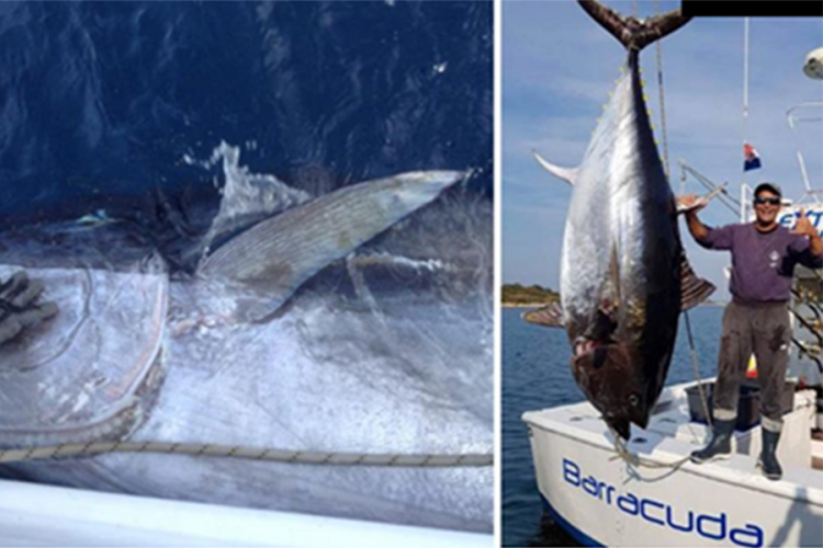 Ulovio tunu od nevjerovatnih 317 kilograma