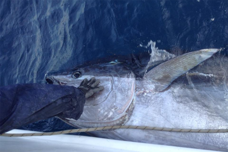 Hrvat ulovio tunu tešku 317 kilograma