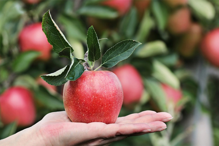 Jabuke čuvaju pluća i jačaju imunitet