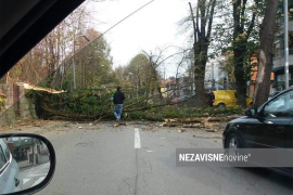 Srušilo se stablo u Banjaluci, oštećena dva automobila