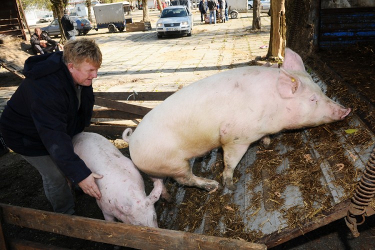Uzgajivači svinja se žale: "Novi telefoni važniji od šunke i slanine"