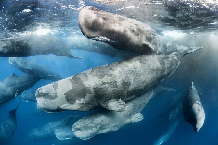 Kitovi na Arktiku znak klimatskih promjena