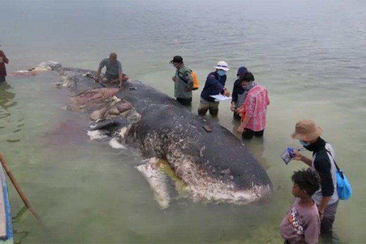U stomaku uginulog kita pronađeno šest kilograma plastičnog otpada