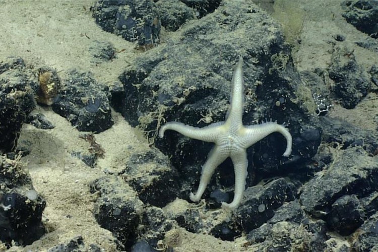 Otkrivene nove životinjske vrste u vodama Kariba?