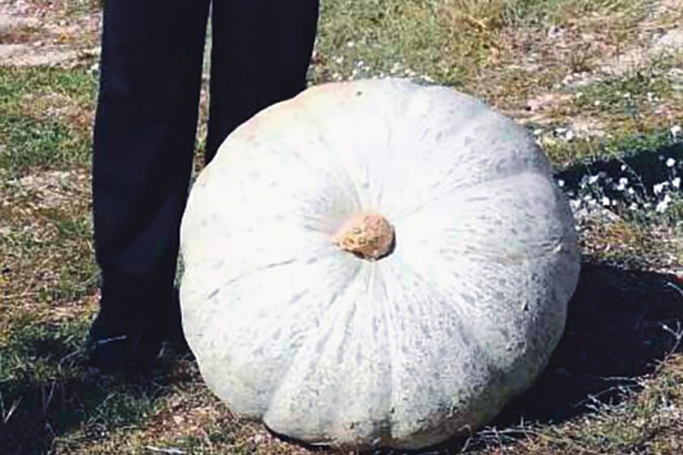 Porodica Tubić iz Popovog polja uzgojila tikvu tešku 71 kg